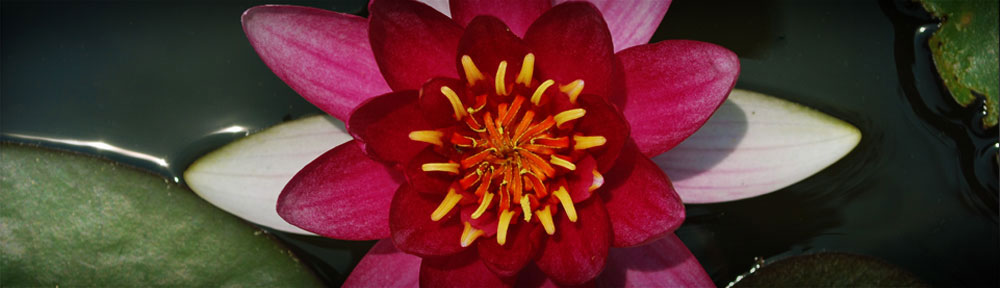 Fleur Loto