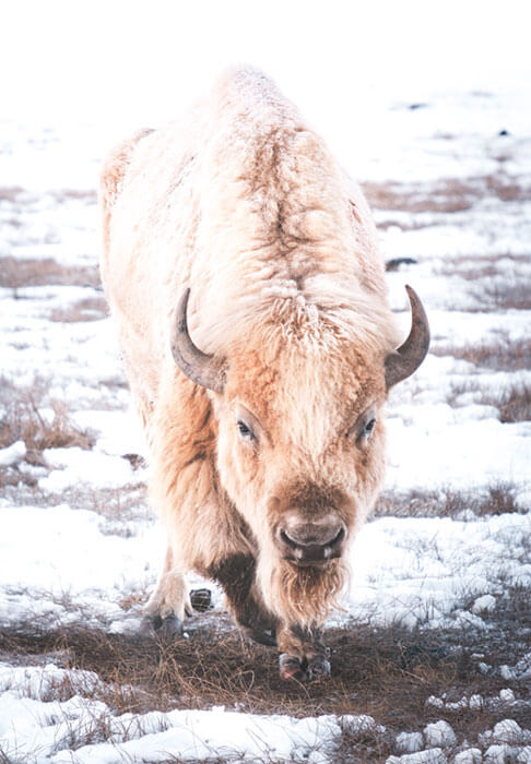 the white bufalo woman