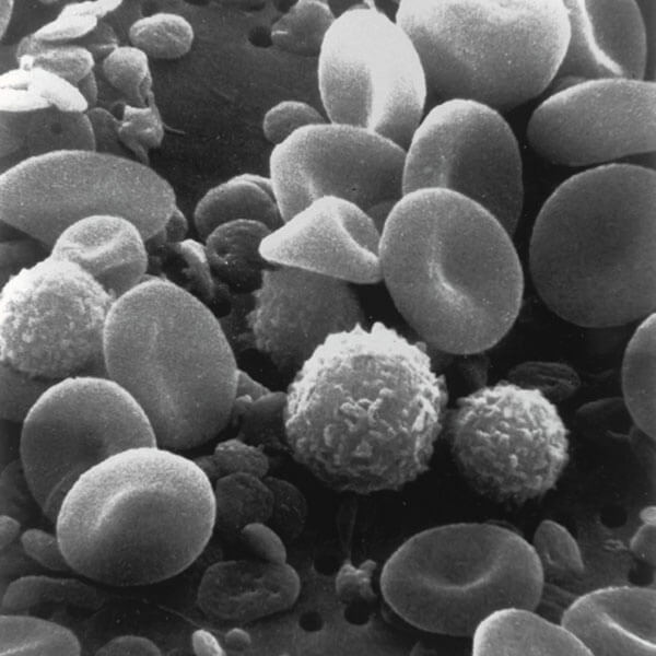 image of blood cells