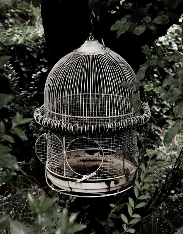 cage open bird cage