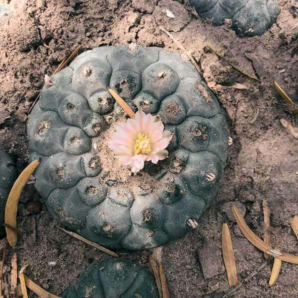 hikuri peyote plant at desert